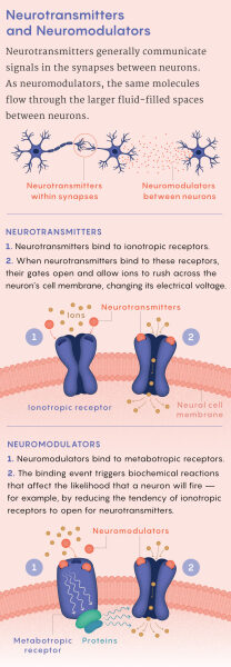 Рисунок, иллюстрирующий различия между нейротрансмиттерами и нейромодуляторами.
