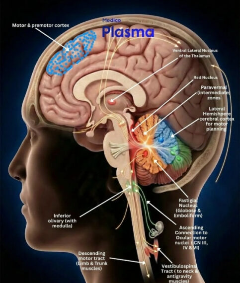 Изображение анатомии мозга с обозначениями различных областей и функций.