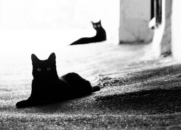 Две черные кошки на улице, черно-белое фото.