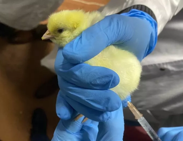 Ученые создали прототип вакцины для защиты птиц от активно распространяющегося вируса гриппа H5N1 3 Цыпленок в руках ветеринара в перчатках получает вакцину, здоровье птиц, инъекция.