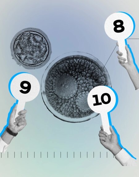 Зарождение жизни: бластоцисты на конкурсе эмбрионов с оценками 8, 9, 10.