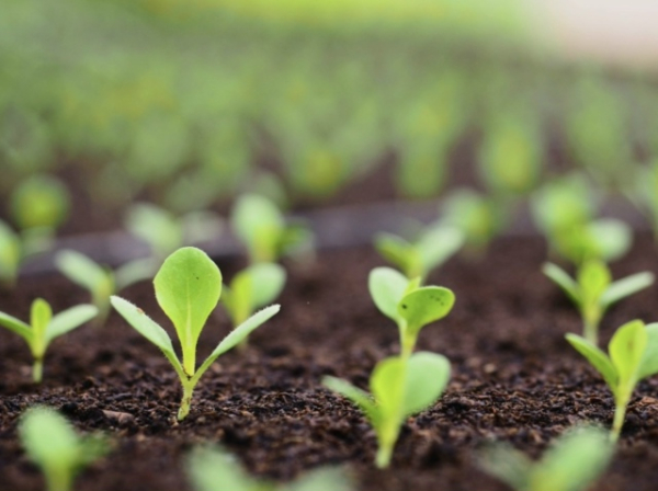 АПК в мире может получить до $250 млрд операционной прибыли от внедрения искусственного интеллекта (ИИ), рассказал директор компании «Яков и Партнеры» Алексей Клецко на конференции «Агроинвестора» 1 b8a5cec9a4eb1dd2d1932676a91e7808