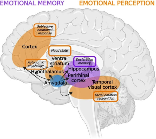 Схема мозга: эмоциональная память и восприятие, кора, гипоталамус, гиппокамп, миндалина.