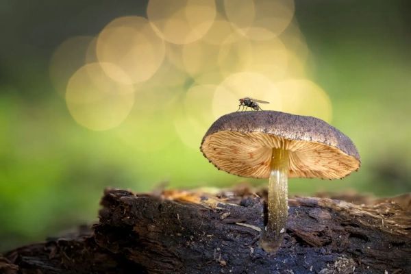 Фотосессия, на которой крупным планом пронзает тело крокодила, победила в экологическом фотоконкурсе. 6 c0e93f40ddc09a5932d84db48a7fdcfc