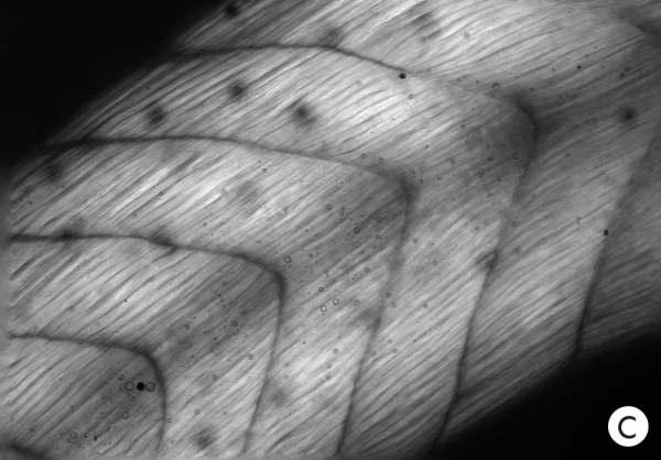 Фотография экспрессии HCN2 спасает развитие безмозглых мышц.