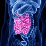 3D-изображение системы пищеварения человека с выделенными розовым кишечником.