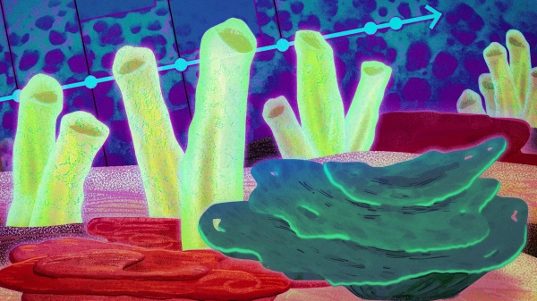 Губки, возможно, были первыми животными.