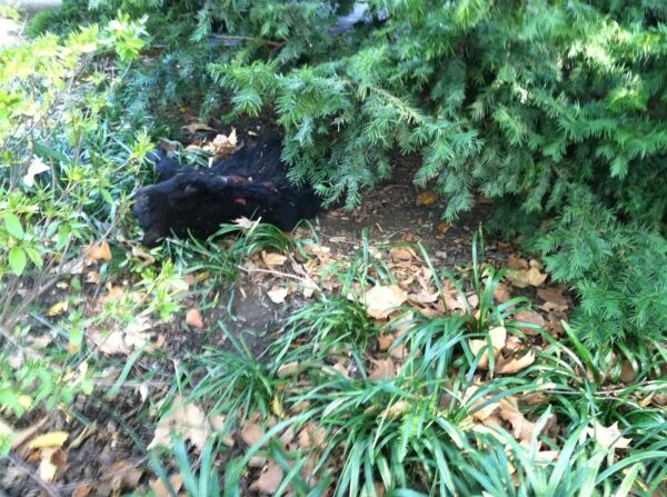 Изображение может содержать: растение, дерево, хвойные деревья, растительность, трава, растение в горшке, почва, листья, зелень, открытый воздух, тис и природа.