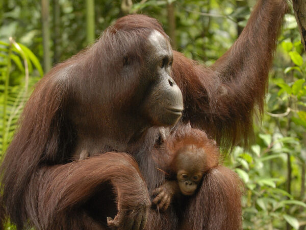 Орангутан с детёнышем в тропическом лесу среди зелени.