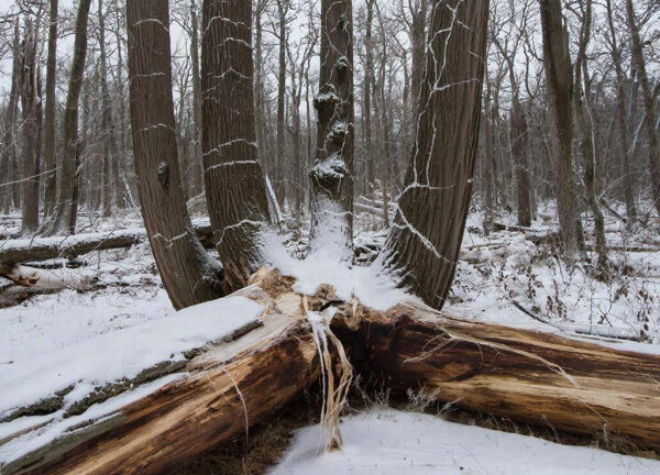 Снег на упавшем дереве в зимнем лесу.