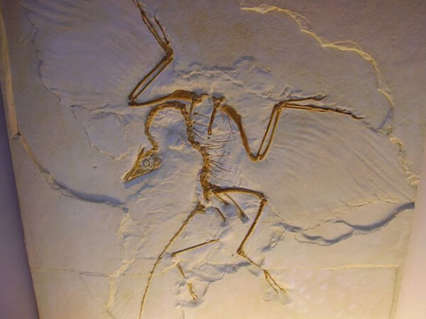 Фоссилизированный скелет археоптерикса на каменной пластине, вид сверху.