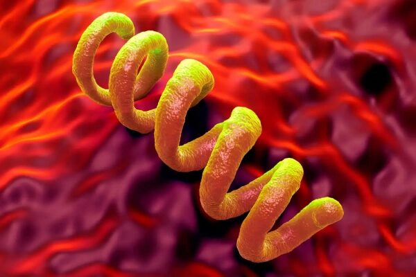 Открытие древней бактерии переписывает историю происхождения сифилиса. 3 Спиралевидная бактерия на фоне красной ткани, 3D-иллюстрация.