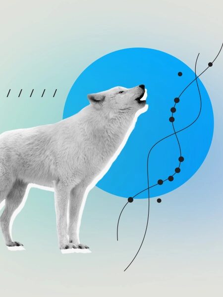 Белый волк на фоне голубого круга, современный графический дизайн.