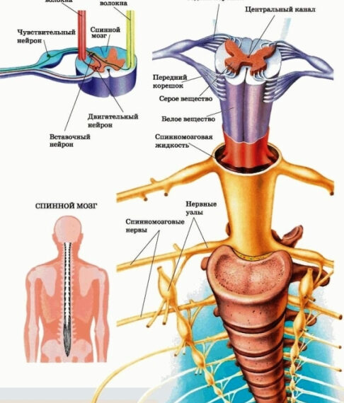 Схема строения спинного мозга человека с пояснением анатомии и структуры нервов.