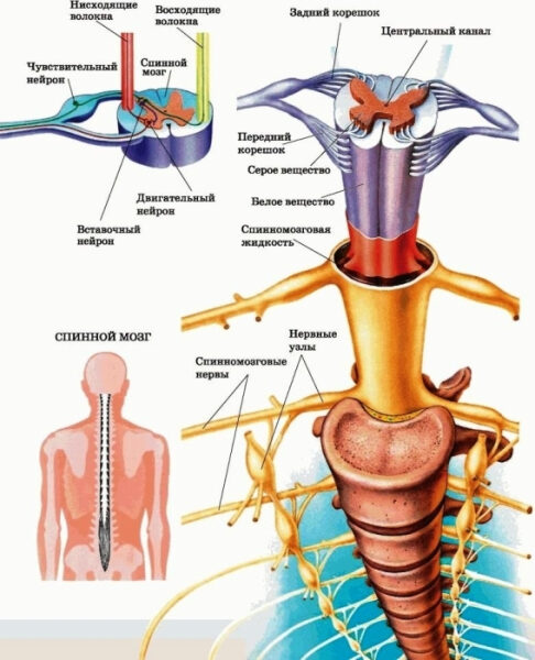 Схема строения спинного мозга человека с пояснением анатомии и структуры нервов.