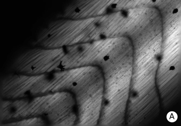 Фотография нормального развития мышц у эмбрионов-головастиков.