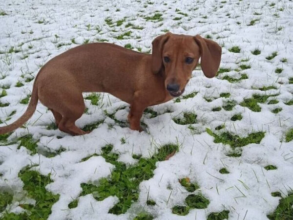 Коричневая такса стоит на снегу с травой.