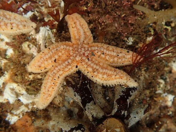 Морское существо оказалось способно перемещаться с помощью сотни «ног» без помощи мозга 3 morskoe-sushhestvo-okazalos-sposobno-peremeshhatsja-s-pomoshhju-sotni-nog-bez-pomoshhi-mozga-a02352d.jpg