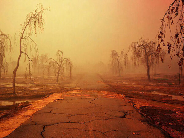 Пустынная дорога с сухими деревьями в тумане и трещинами на асфальте.