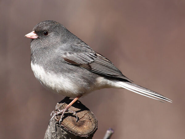 Птица серая и белая на ветке, боковой вид.
