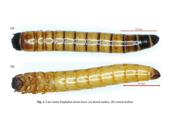 Российские ученые опровергли способность «супер-червей»&hellip;