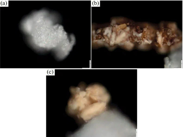 Российские ученые опровергли способность «супер-червей» перерабатывать пластик 3 Российские ученые опровергли мнение о способности «супер-червей» утилизировать пластик