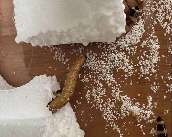 Российские ученые опровергли способность «супер-червей» перерабатывать пластик 2 Российские ученые опровергли мнение о способности «супер-червей» утилизировать пластик