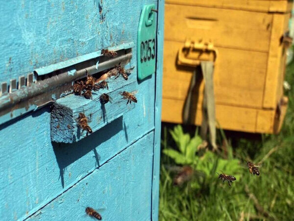 Пчёлы возле голубого и жёлтого ульев на зелёной траве, номер улья 0053.