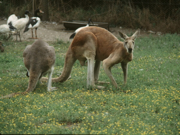 Кенгуру на лугу с жёлтыми цветами и птицами на заднем плане.