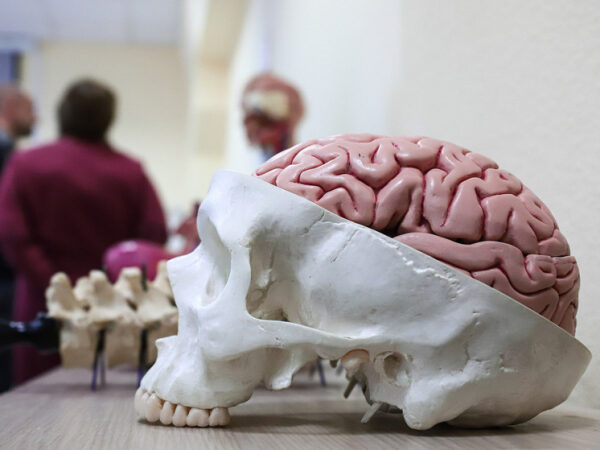 Модель черепа с мозгом на столе в учебной аудитории.