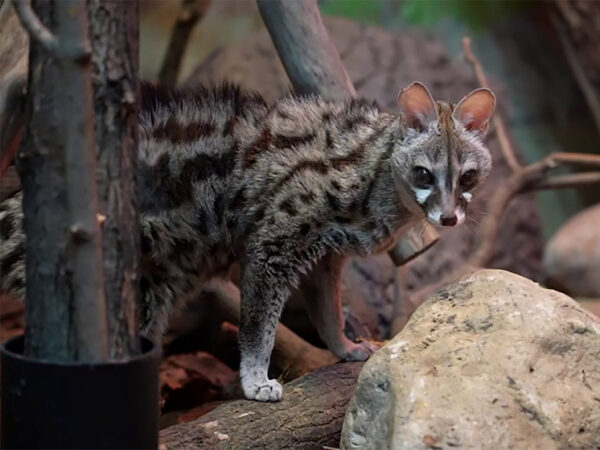 Генетта крапчатая среди ветвей и камней в естественной среде обитания.