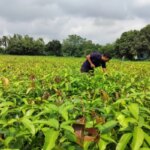 Человек на поле манговых саженцев под облачным небом, зеленый пейзаж.