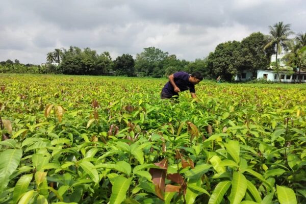 Человек на поле манговых саженцев под облачным небом, зеленый пейзаж.