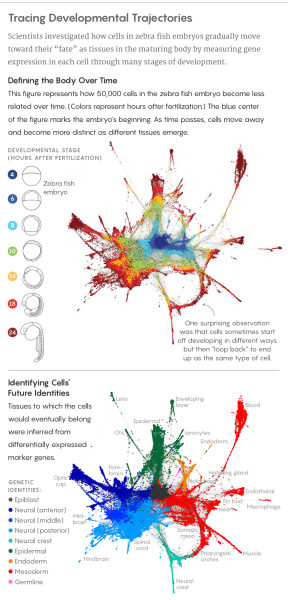 Графическая иллюстрация, изображающая траектории развития эмбрионов рыбок данио.