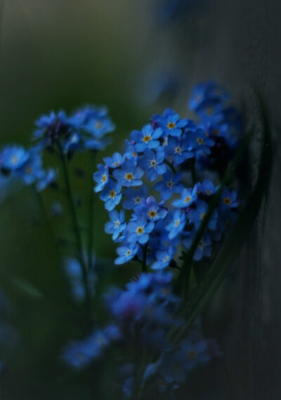 Синяя незабудка на темном фоне, макросъёмка цветка в саду.