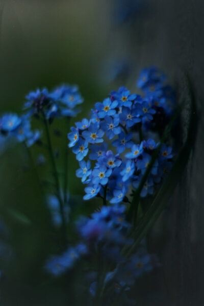 Код родства: что общего у нашего ДНК с ДНК всего живого 4 Синяя незабудка на темном фоне, макросъёмка цветка в саду.