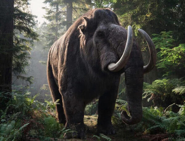 Бивень древнего слона размером с человека обнаружили археологи 2 Воссозданный шерстистый мамонт в лесу, античный животный мир природы.