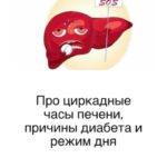 Смешная печень с флагом SOS, циркадные часы, диабет и режим дня.