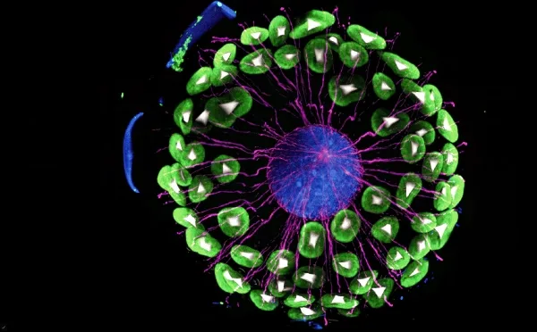 22827a77b0cef8a0ff43d050ed85d381