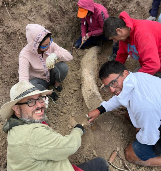 Бивень древнего слона размером с человека обнаружили археологи