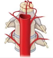 КРОВОСНАБЖЕНИЕ ПОЗВОНОЧНОГО СТОЛБА? 5 Схема кровеносной системы мозга и артерий позвоночника.