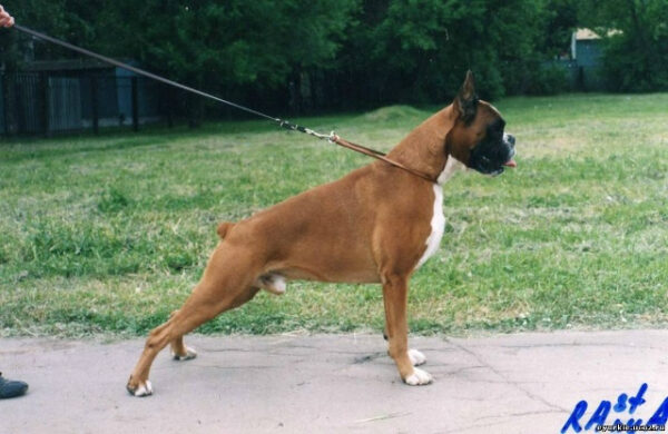 НЕЙРОСЕТЬ ЗАХВАТИЛА РАЗУМ ЗАВОДЧИКОВ. УЖЕ ДО АБСУРДА! 3 Немецкий боксер на поводке стоит на траве, профиль. Собака на прогулке.