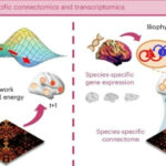 Интеграция коннектомики и транскриптомики для моделирования мозга.