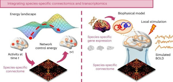 Интеграция коннектомики и транскриптомики для моделирования мозга.