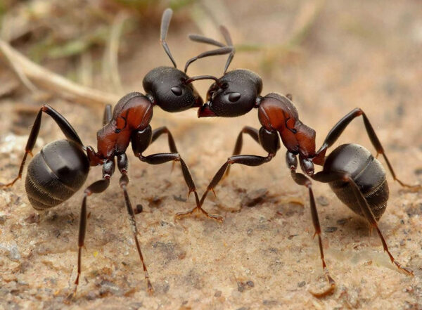 Два муравья на земле, встреча лицом к лицу.