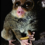 Тарзир держит личинку на ветке в темноте, крупные глаза.