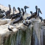 Пеликаны на скалах под голубым небом, колония морских птиц на каменистом берегу.