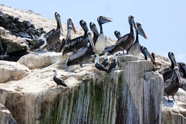 Пеликаны на скалах под голубым небом, колония морских птиц на каменистом берегу.