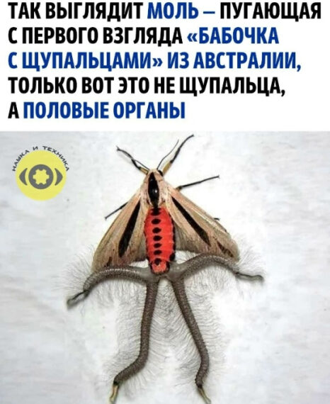 Австралийская моль с необычными отростками на нижней стороне тела.