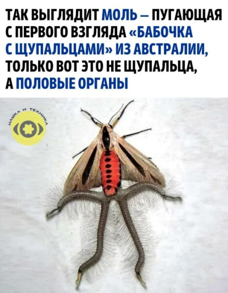 Моль, которая напоминает демона: фото и объяснение 3 Австралийская моль с необычными отростками на нижней стороне тела.